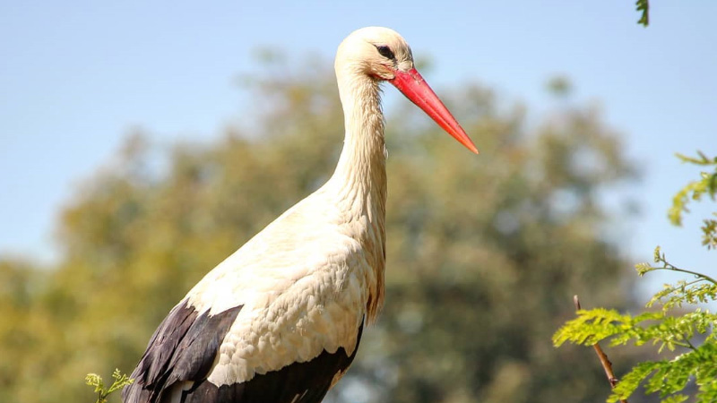 Oiseaux de Doñana